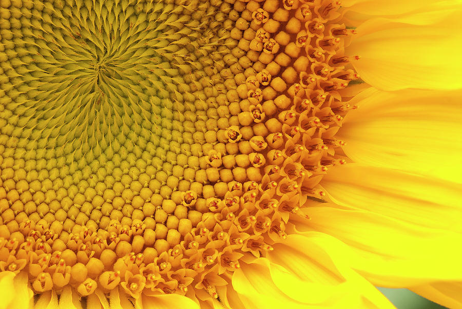 Sunflower Photograph by Windy Osborn