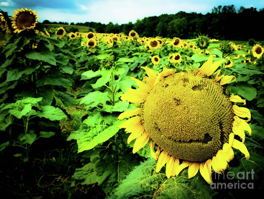 Sunflower With A Smiley Face Photograph