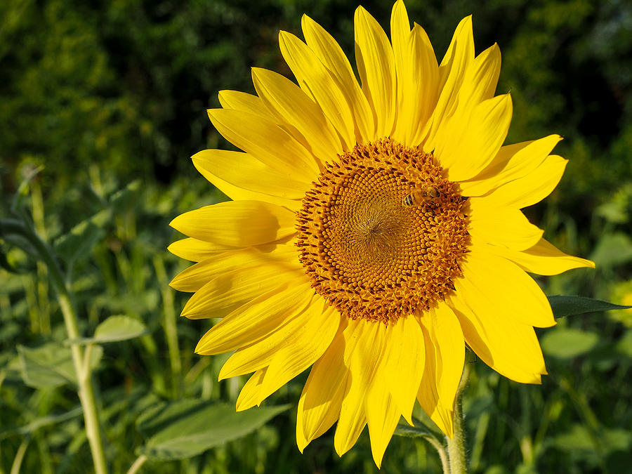 Sunflower with Bee Photograph by Paula Ponath