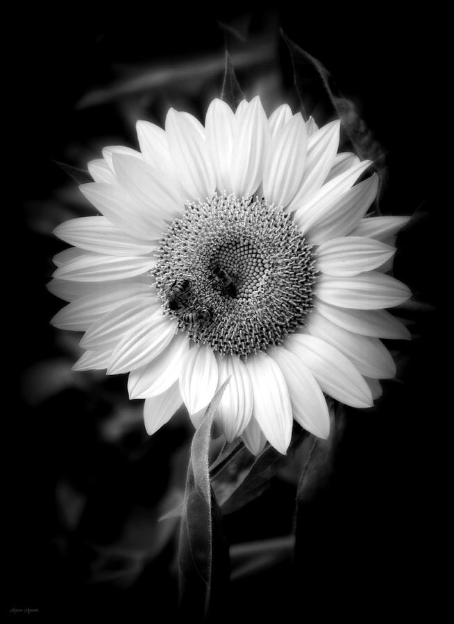 Sunflower with Bees in Monochrome Photograph by Mariecor Agravante ...