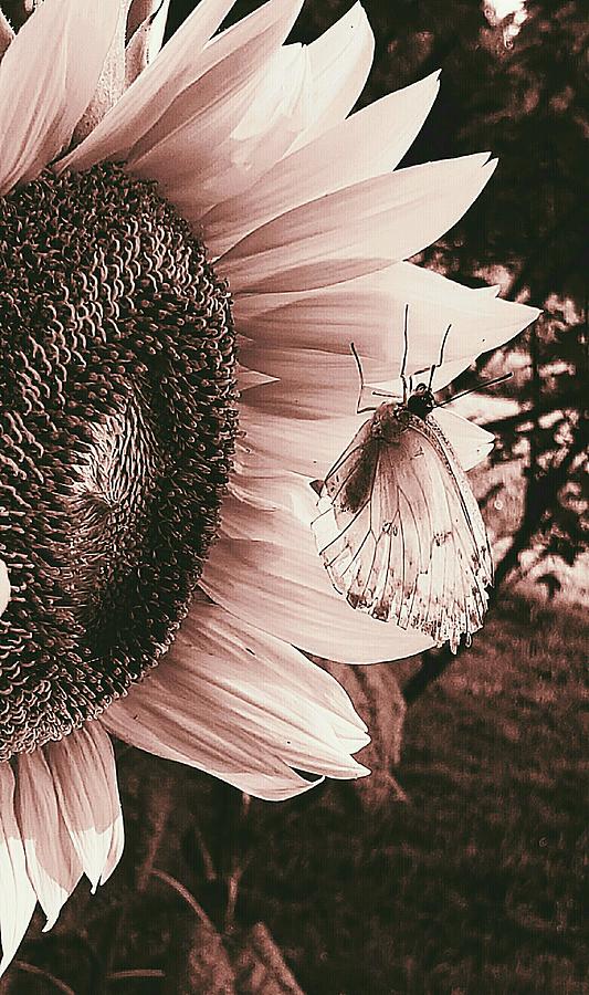 Sunflower with Butterfly Photograph by Alexis King-Glandon