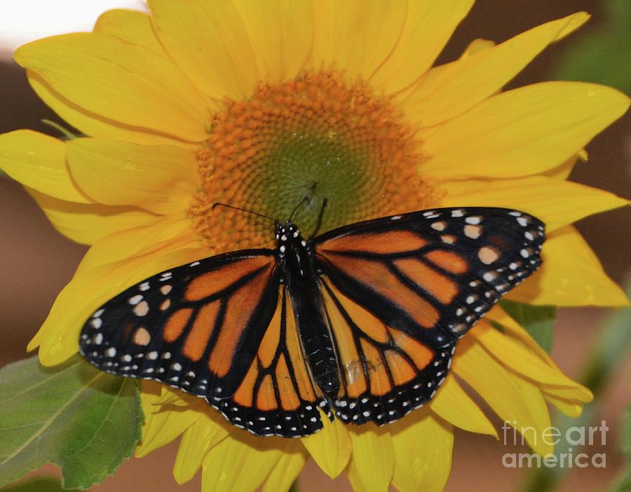 Sunflower with Butterfly Photograph by Cindy Manero