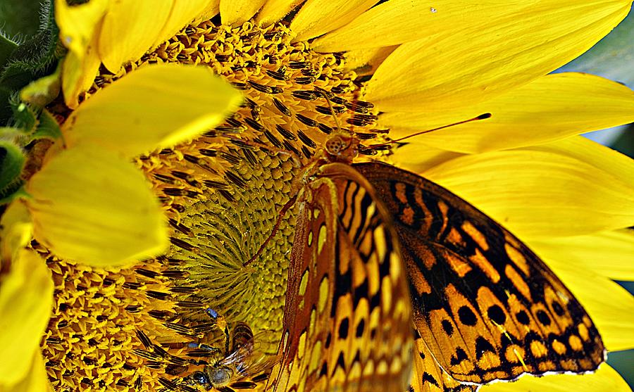 Sunflower With Butterfly Photograph by Karen McKenzie McAdoo