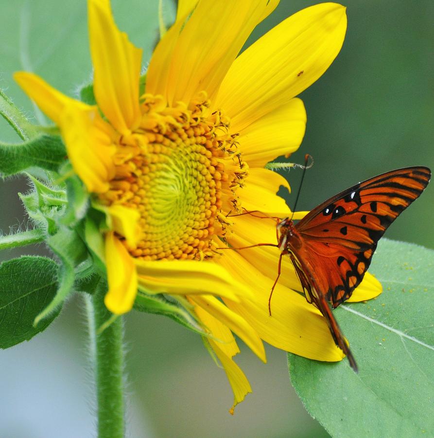 Sunflower with butterfly Photograph by Rose  Hill