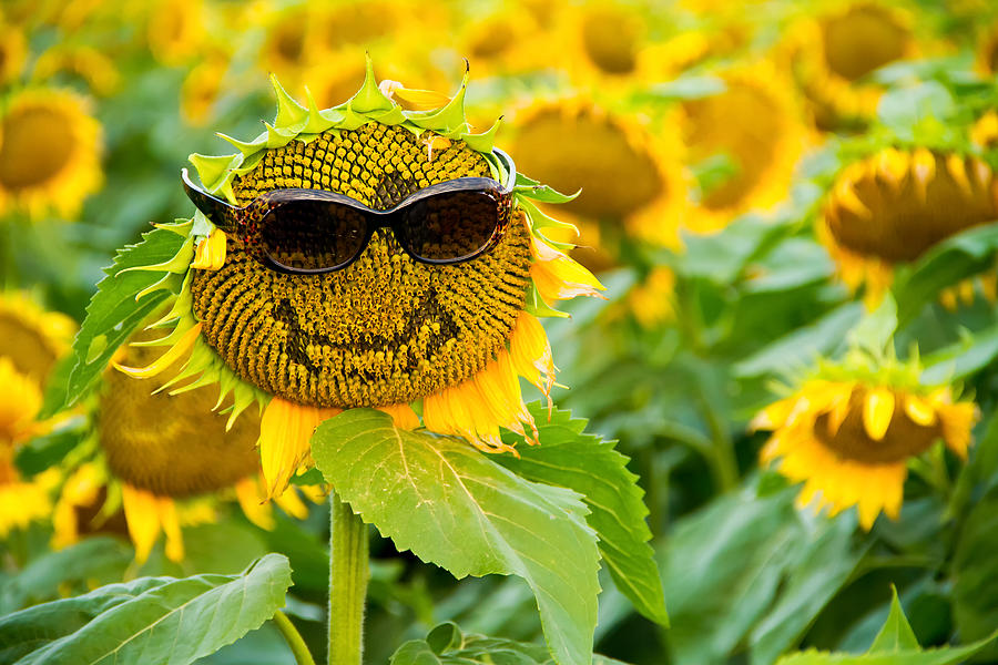 https://images.fineartamerica.com/images/artworkimages/mediumlarge/1/sunflower-with-glasses-and-a-smile-tommy-brison.jpg