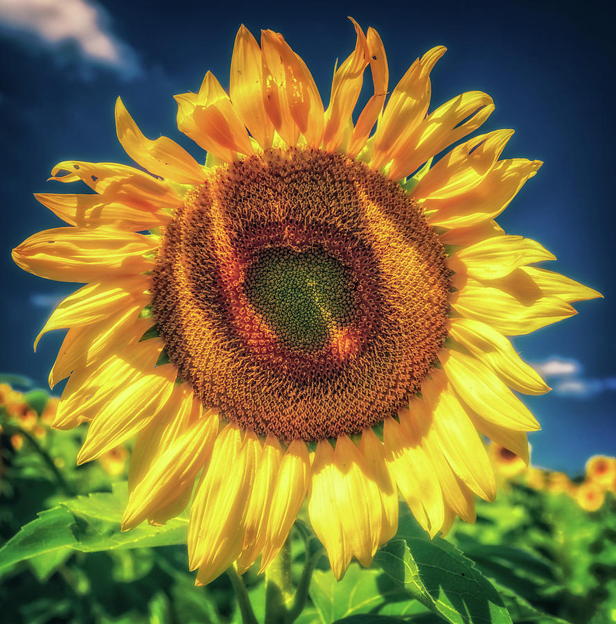 Sunflower with Heart in Middle -  Pope Farm Conservancy  Photograph by Jennifer Rondinelli Reilly - Fine Art Photography