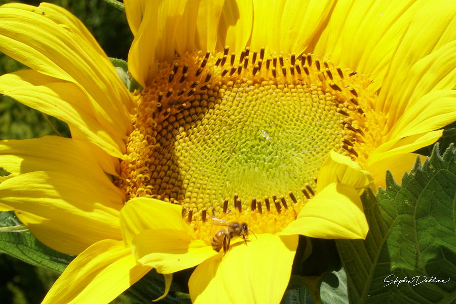 Sunflower With Honeybee Photograph by Stephen Daddona