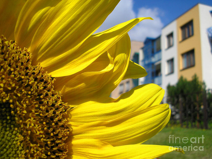 Sunflower with house on background Photograph by Miroslav Nemecek