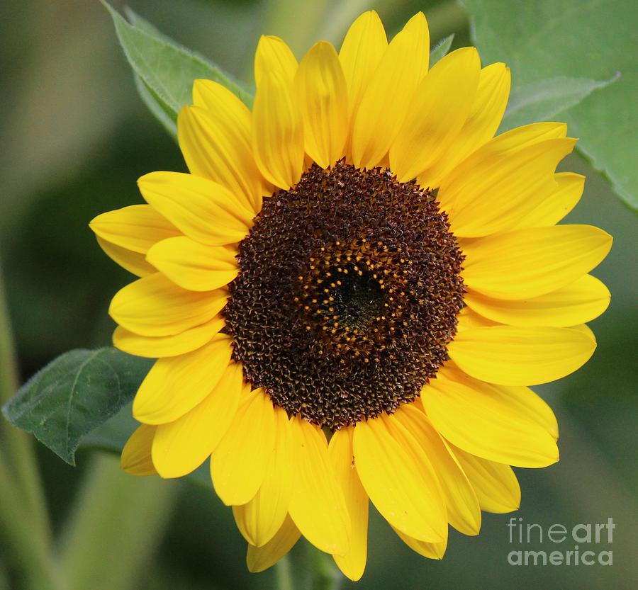 Sunflower with leaves Photograph by Colleen Snow | Fine Art America