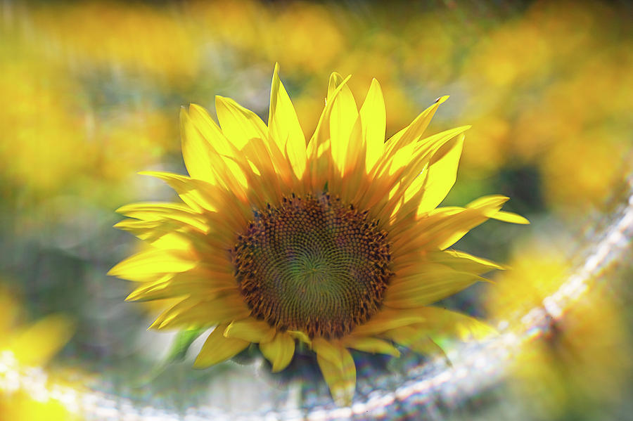 Sunflower with Lens Flare Photograph by Natalie Rotman Cote