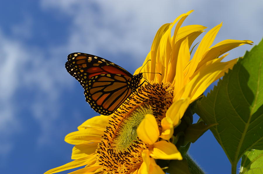 Sunflower with Monarch in profile Photograph by Kurt Duerksen | Pixels