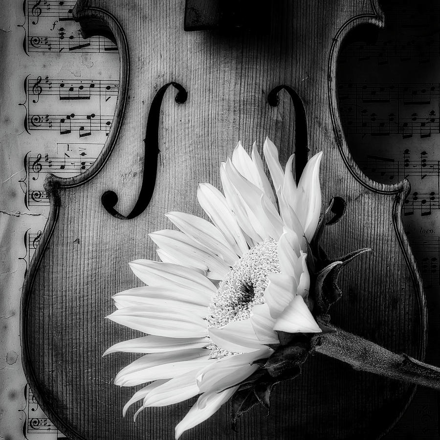 Sunflower With Old Violin Photograph by Garry Gay