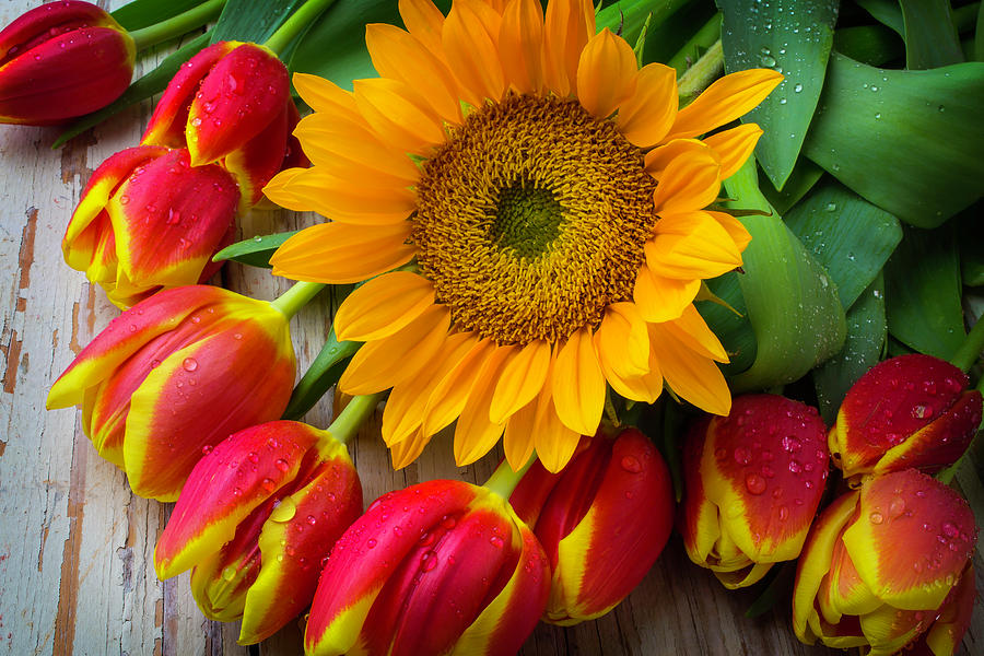 Yellow Photograph - Sunflower With Red And Yellow Tulips by Garry Gay