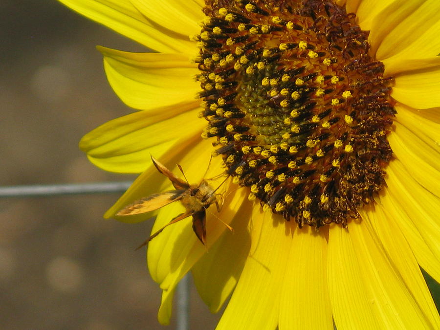 Flower Photograph - Sunflower With Skipper by M E Cieplinski