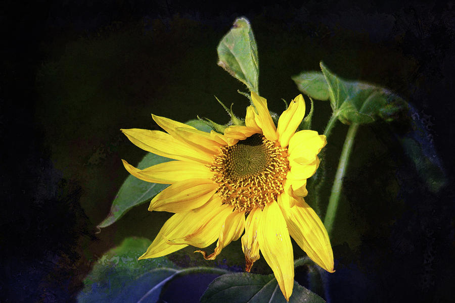 Flower Photograph - Sunflower with Texture by Trina Ansel