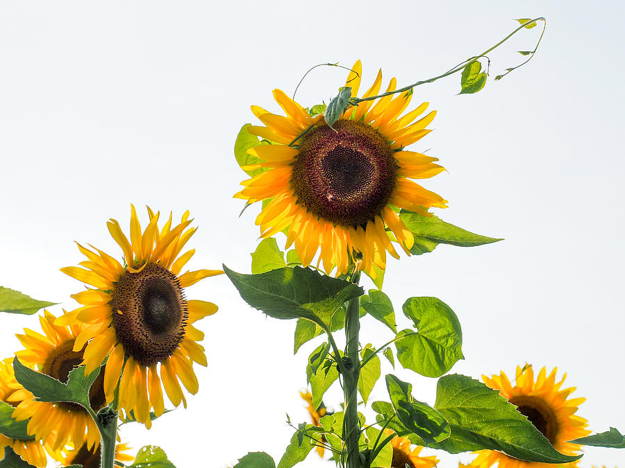 Sunflower Photograph - Sunflower with Vine by Paula Ponath