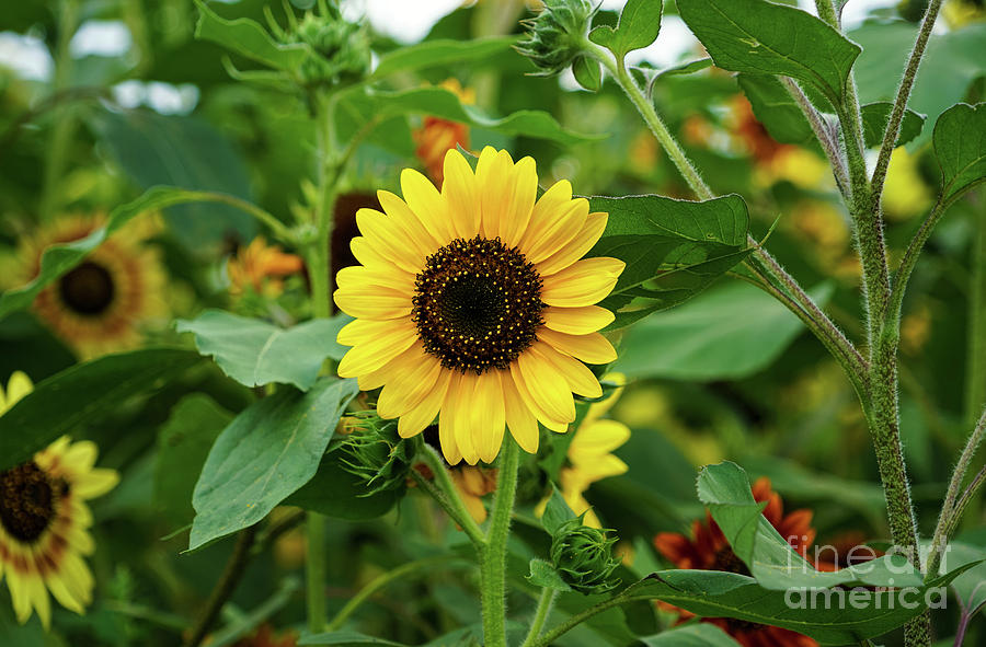 Summer Photograph - Sunflower Wonder by Rachel Cohen