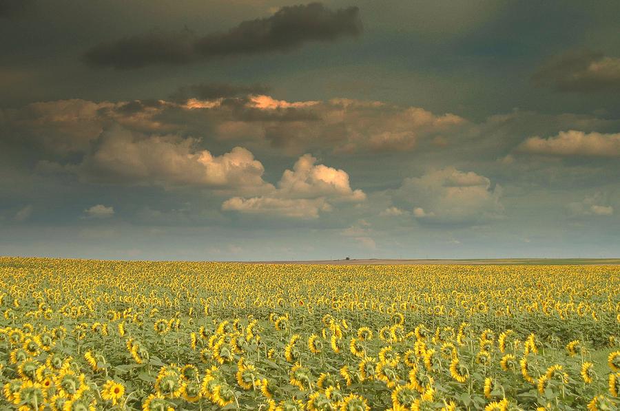 Sunflower world.. Photograph by Al Swasey