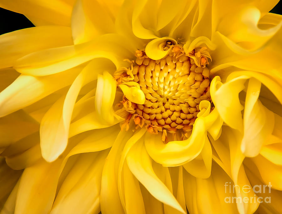 Sunflower Yellow Photograph by Barry Weiss
