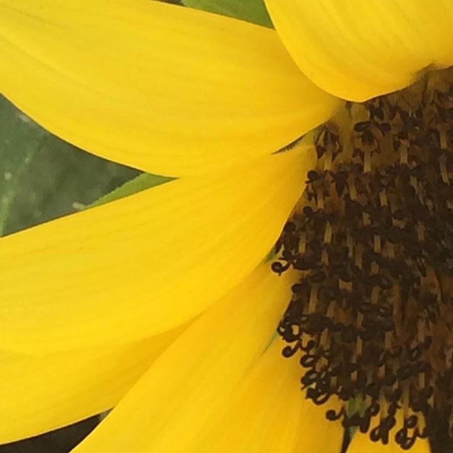 Sunflower Photograph - #sunflower #yellow #brown by Flavien Gillet