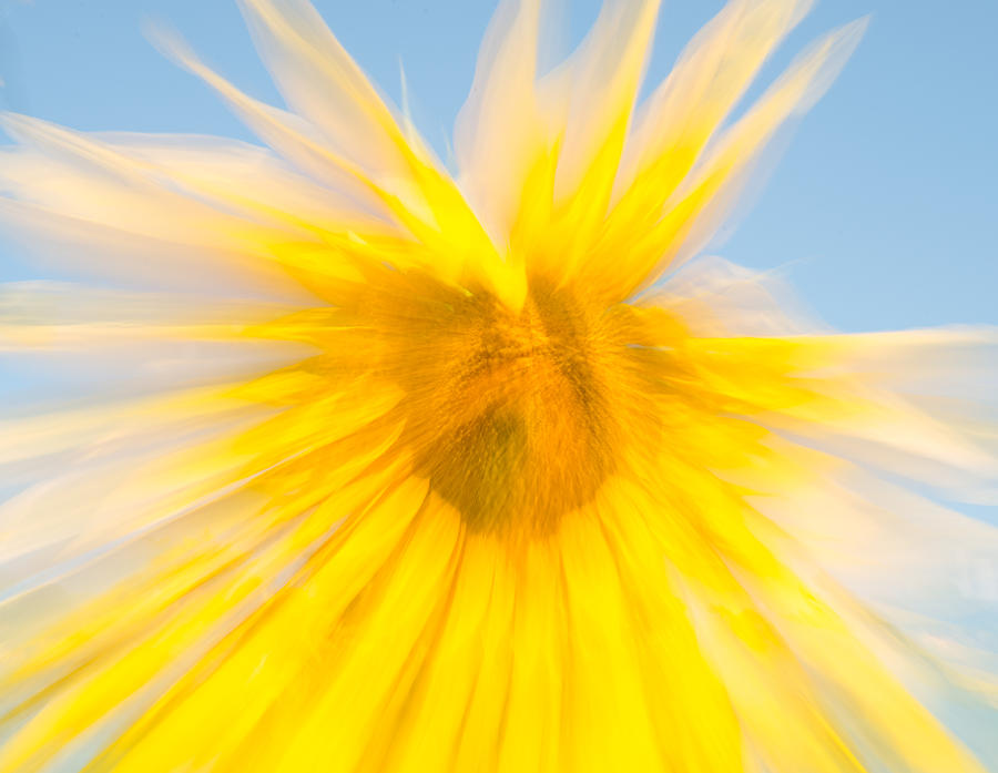 Sunflower Zoom Photograph by Roy Pedersen