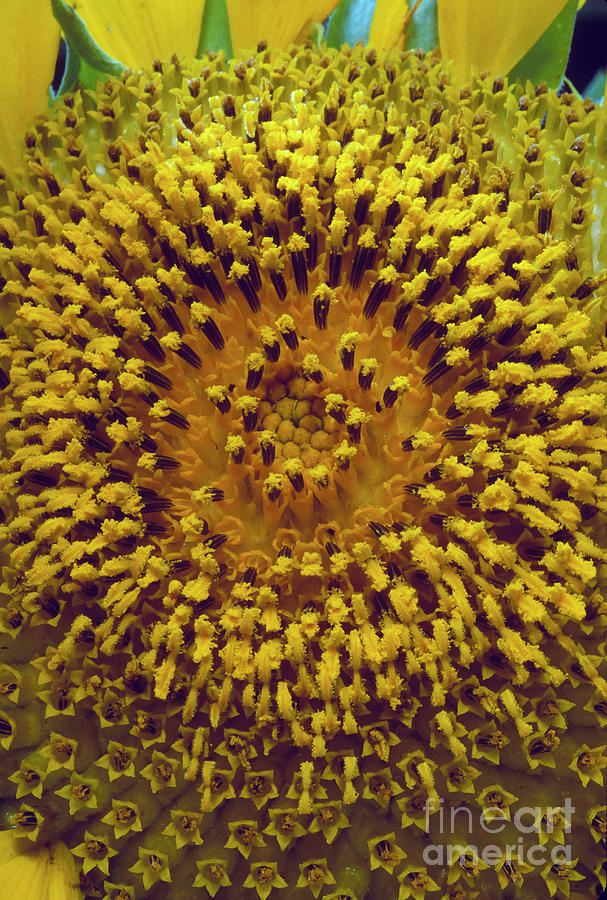 Sunflower Photograph - Sunflower1 by Steven Foster