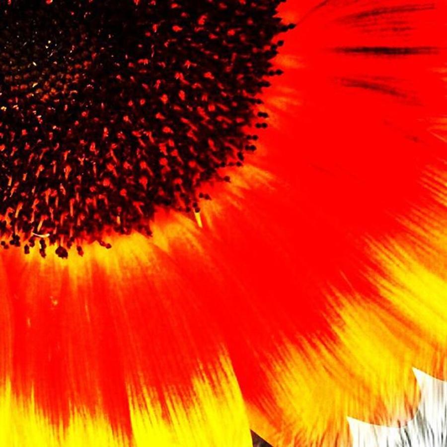 Summer Photograph - Sunflower

#sunflower #sunflowers by Elizabeth Whycer
