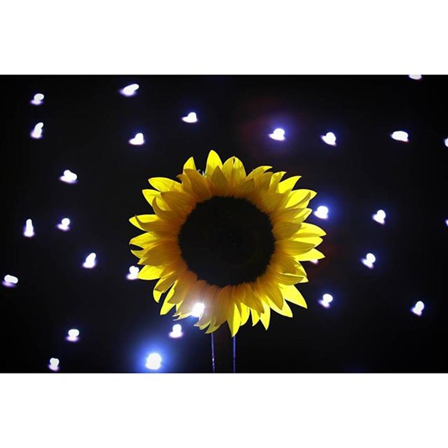 Sunflower Photograph - #sunflowers & #stars Series

#flower by Andrew Nourse