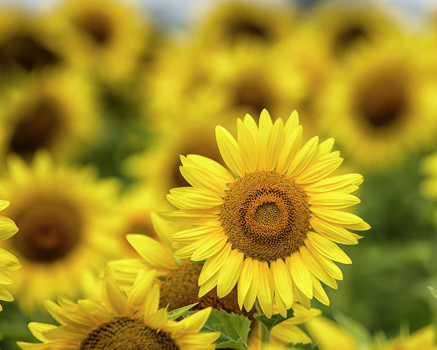 Sunflowers 1 Photograph by Deborah Ritch
