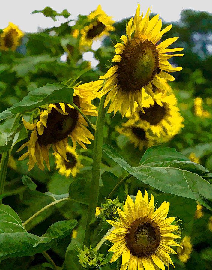 Sunflowers 1 Photograph by Leah Palmer