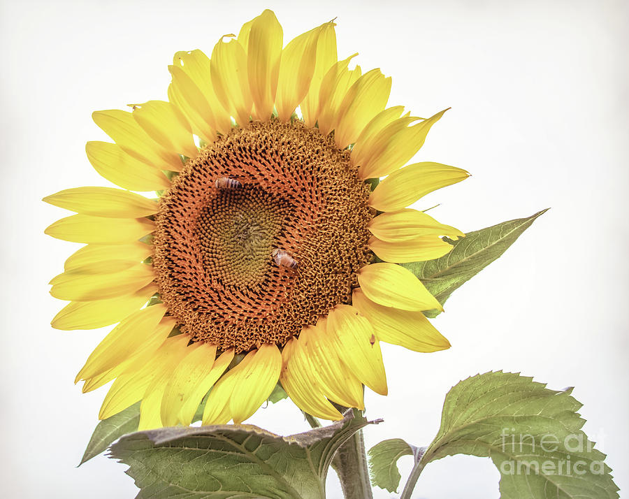 Sunflowers 10 Photograph by Andrea Anderegg