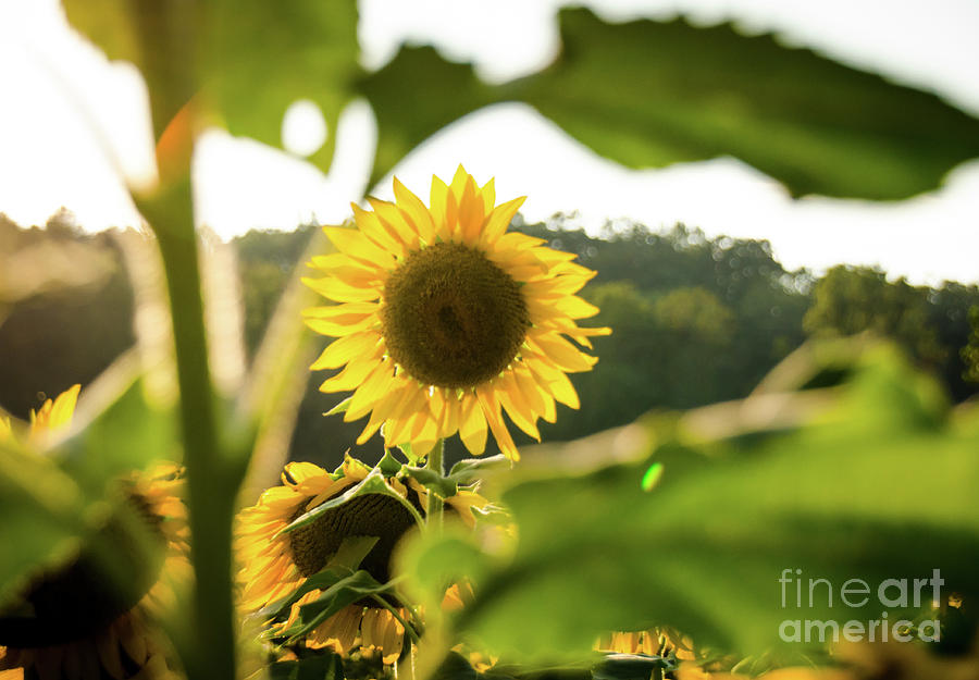 Sunflowers 2 Photograph by Andrea Anderegg