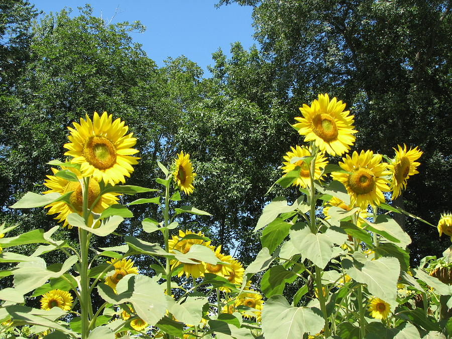 Sunflower Soldiers Photograph by Sandra Bourret