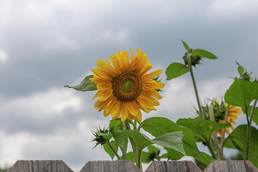 Sunflowers 2018-1 Photograph by Thomas Young