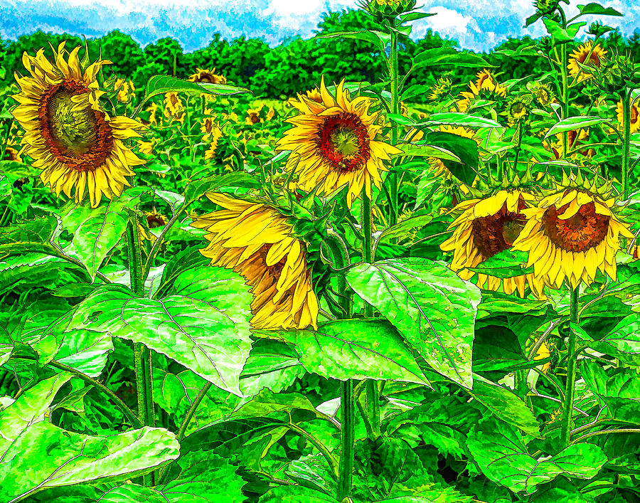 Sunflowers 3 Photograph by Leah Palmer