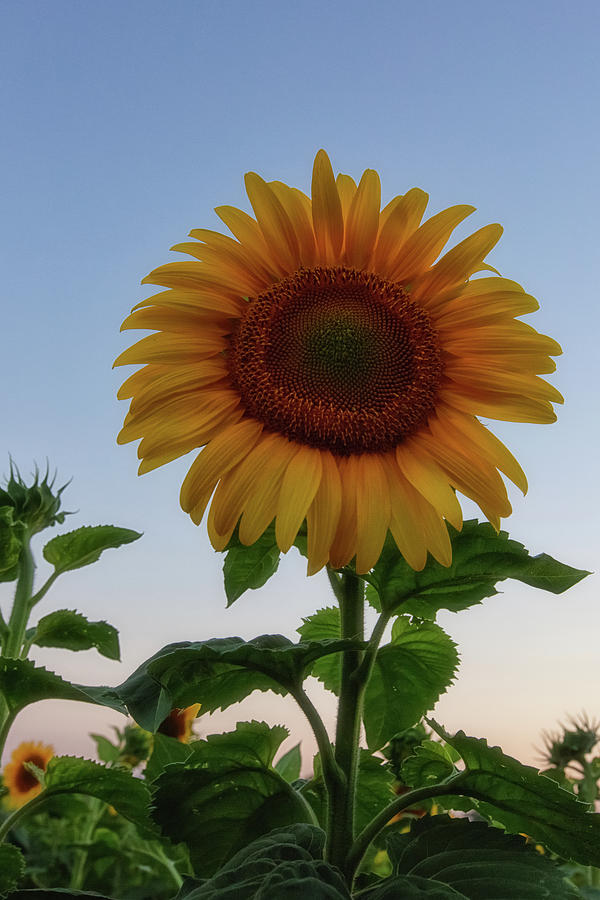 Sunflowers Photograph - Sunflowers 4 by Heather Kenward Sunflowers Photograph - Sunflowers 4 by Heather Kenward