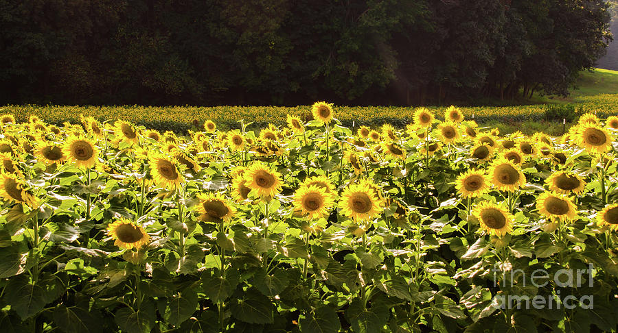  Sunflowers 5 Photograph by Andrea Anderegg