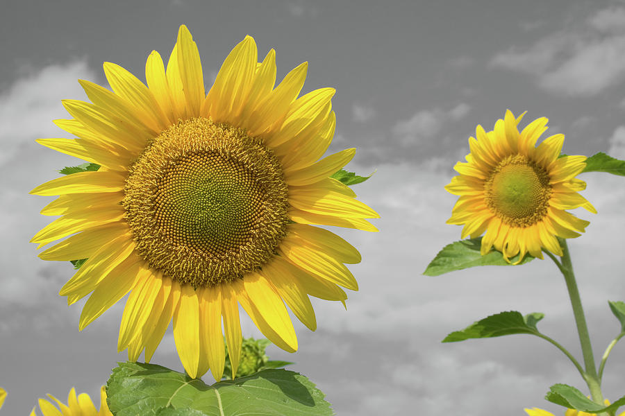 Sunflower Photograph - Sunflowers V by Dylan Punke