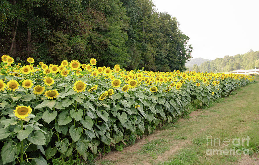  Sunflowers 6 Photograph by Andrea Anderegg