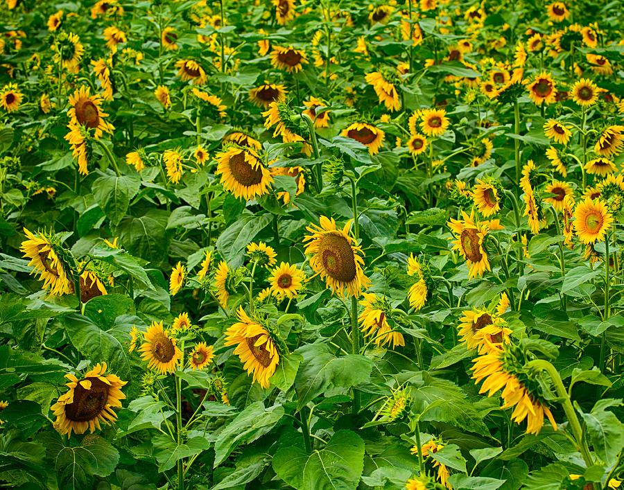 Sunflowers 7 Photograph by Leah Palmer