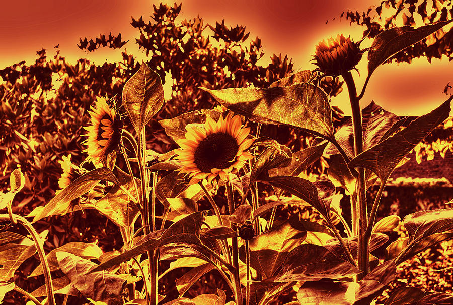 Flower Photograph - Sunflowers 7a by Lawrence Christopher