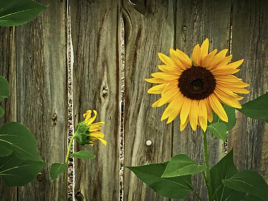 Sunflowers Against Wooden Fence Photograph