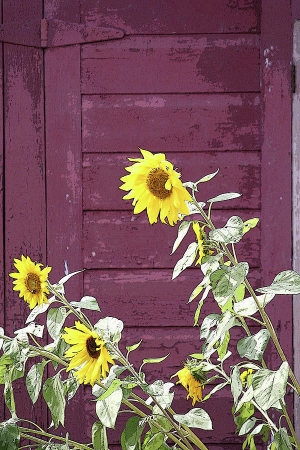 Sunflowers - altered Photograph by Aggy Duveen