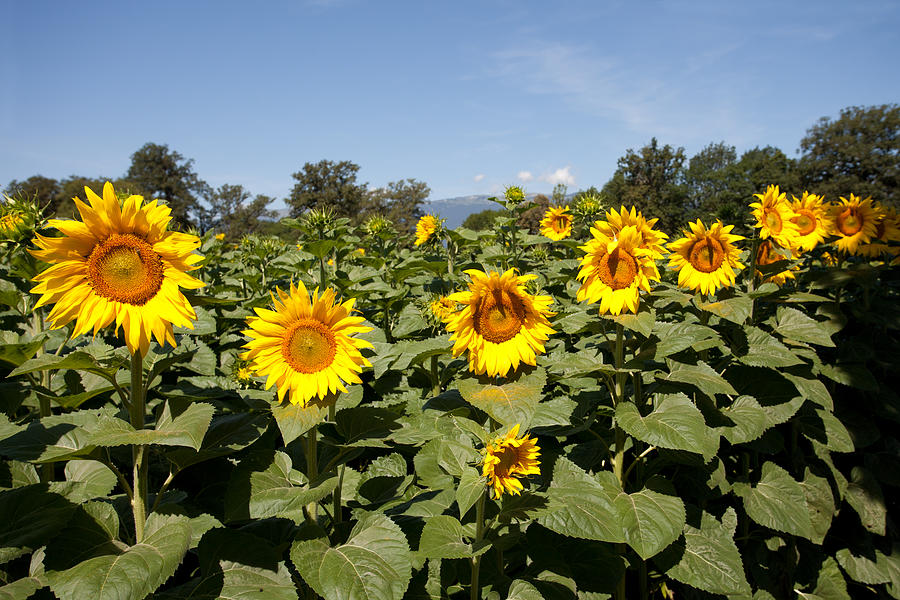 Sunflowers Photograph by Aivar Mikko