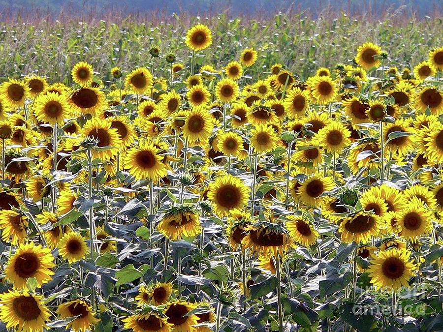Sunflowers Photograph by Al Powell Photography USA