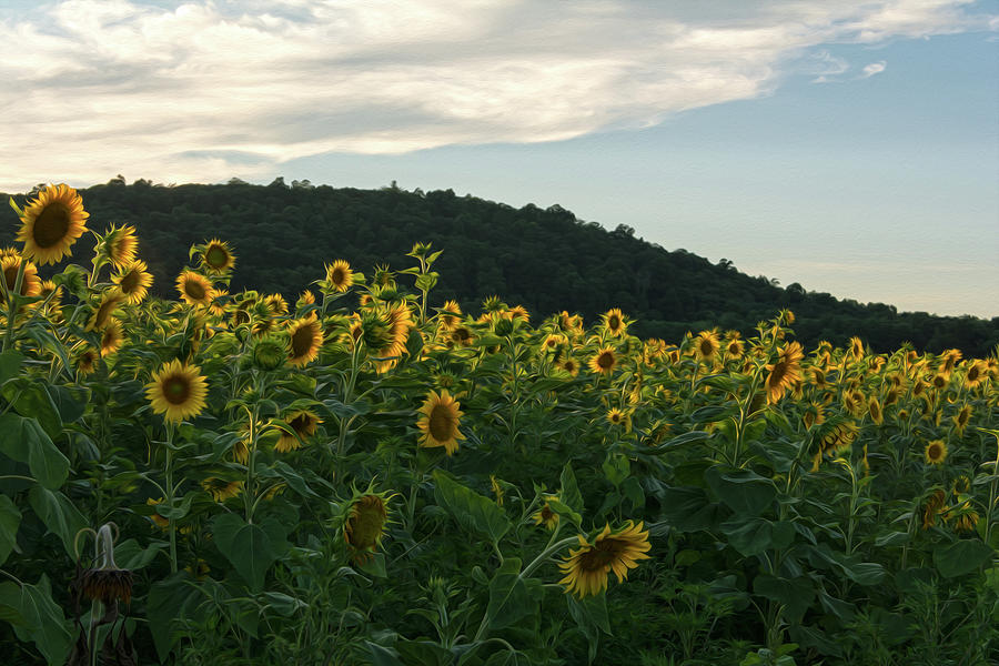 Sunflowers ala Van Gogh I Photograph by Angelo Marcialis