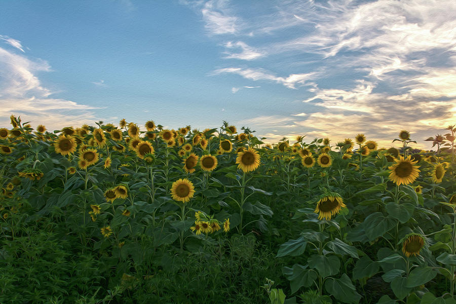 Sunflowers ala Van Gogh II Photograph by Angelo Marcialis