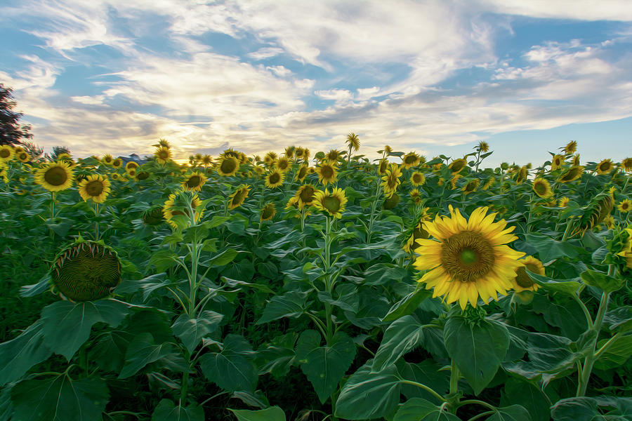 Vincent Van Gogh Photograph - Sunflowers ala Van Gogh III by Angelo Marcialis