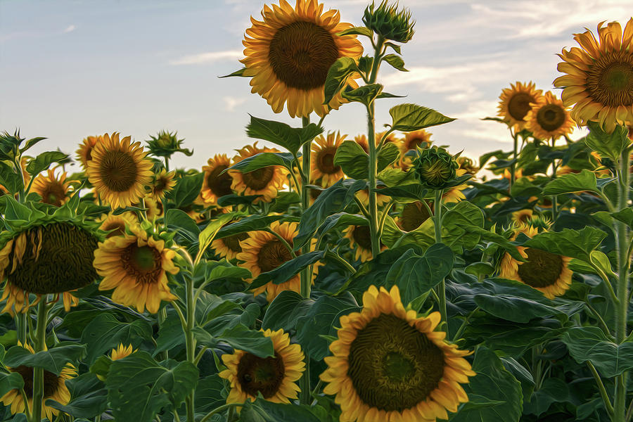 Vincent Van Gogh Photograph - Sunflowers ala Van Gogh V by Angelo Marcialis