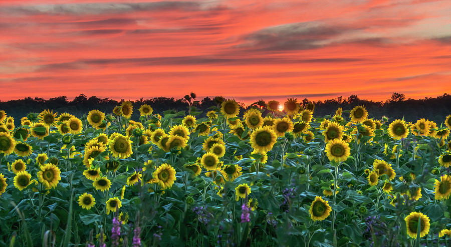 Vincent Van Gogh Photograph - Sunflowers ala Van Gogh VI by Angelo Marcialis